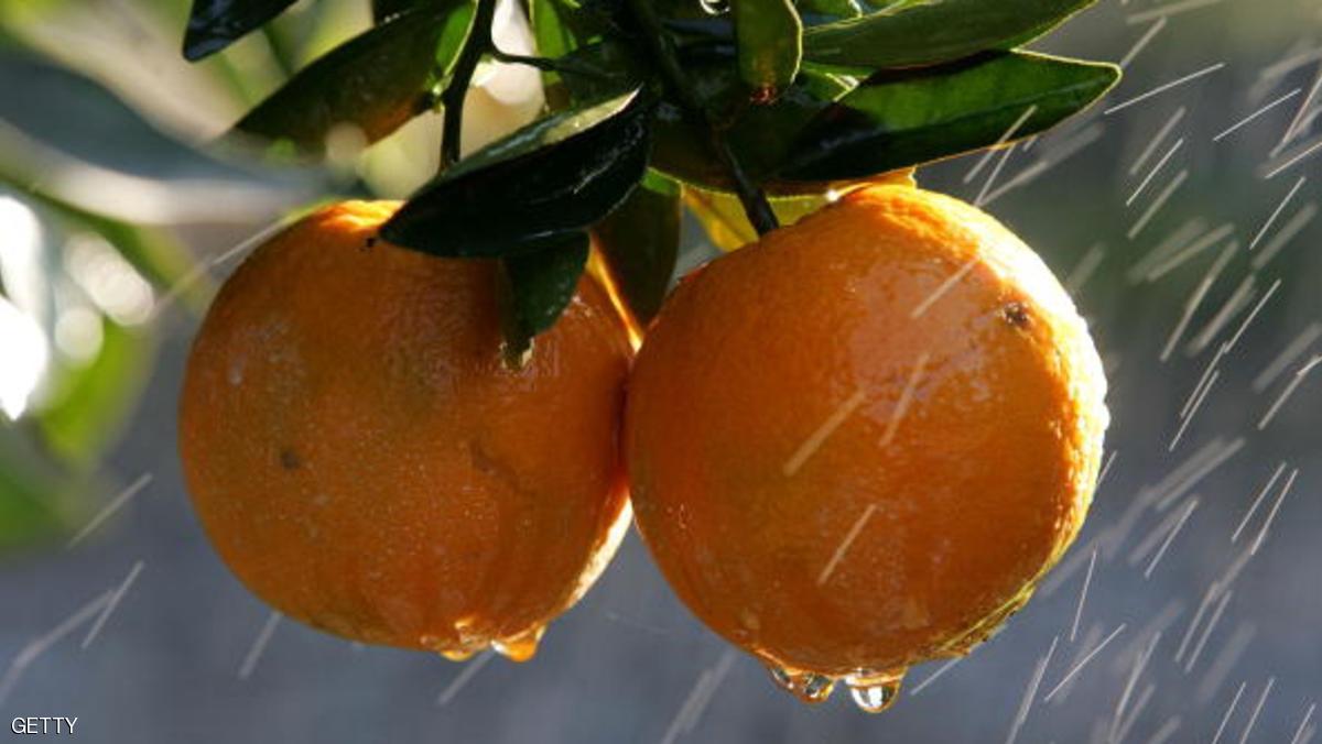 لا تأكل البرتقال في الجزائر لأنه “مُسمم”