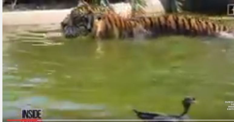 بالفيديو.. أشجع بطة تواجه نمراً في حمام السباحة