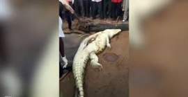 فيديو مروع.. لحظة شق بطن تمساح وإخراج أشلاء طفل بداخله