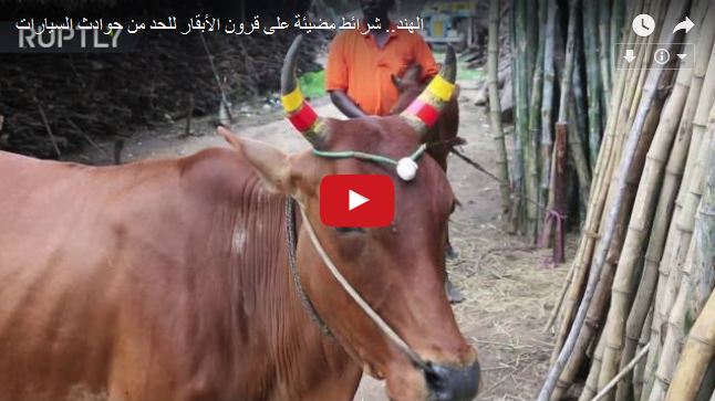 بالفيديو .. شرائط مضيئة على رؤوس الأبقار السائبة للحد من الحوادث بالهند