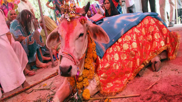 بالفيديو .. هندوسيات يضربن مسلمات في الهند بسبب البقرة المقدسة