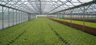 زراعة نجران تطلق مشروع زراعة وإنتاج‏ الخضراوات في البيوت المحمية