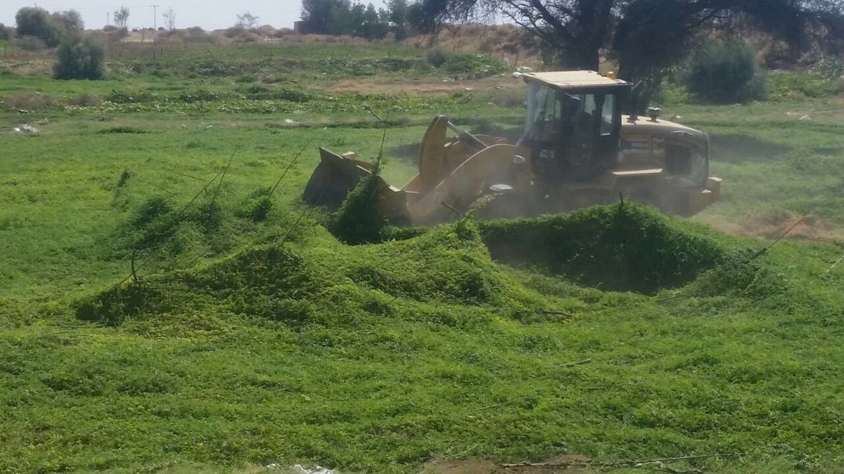 بالصور.. إزالة محاصيل 12 مزرعة ملوثة بمياه الصرف بالطائف