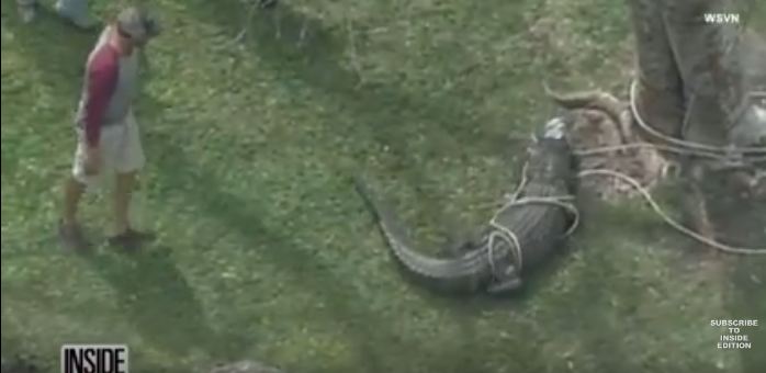بالفيديو.. العثور على تمساح طوله 9 أقدام مربوطًا بشجرة