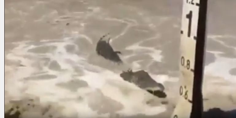 شاهد.. تمساح طوله 4 أمتار يتربص بالسائقين بعد انهيار جسر بسبب السيول