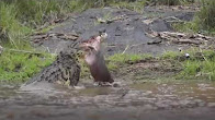 شاهد.. تمساح عملاق يفترس صغير فرس النهر
