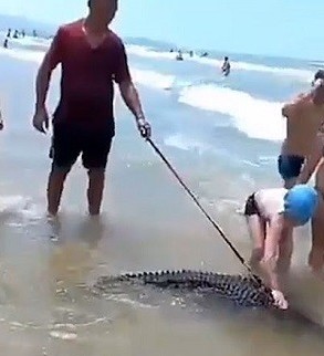 متهور اصطحب تمساحه إلى الشاطئ فتم القبض عليه!