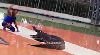 فيديو مروع.. تمساح يلتهم ذراع مدربه أمام الجمهور
