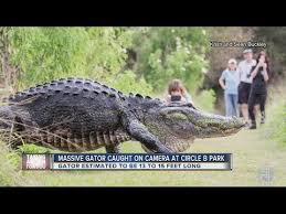 شاهد.. تمساح ضخم يثير دهشة الناس في متنزه بفلوريدا