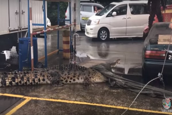 شاهد.. تمساح ضخم يتجول بشوارع ماليزيا