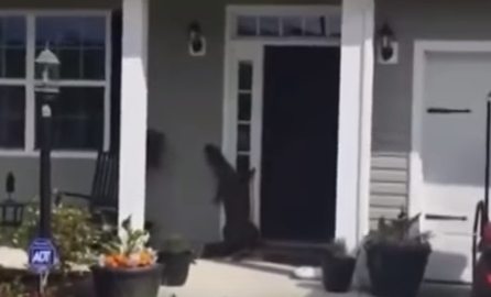 فيديو مرعب.. تمساح يطرق باب مواطن أمريكي