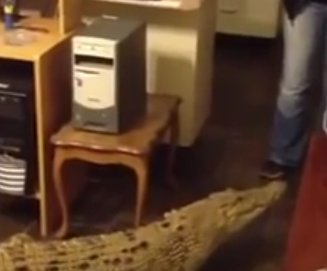 بالفيديو.. سيدة تُربيّ تمساحاً في بيتها