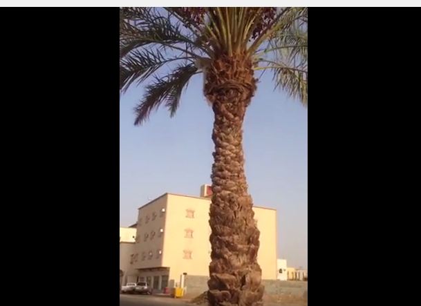 مواطن يوثّق بالفيديو.. السيارات تدهس التمور في بيشة