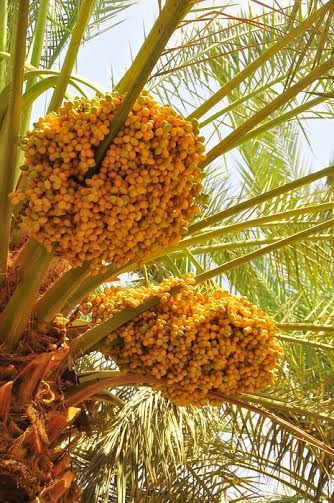 وزير الزراعة يُخصص 460 طُنًّا من تمور عنيزة لتوريدها لمصنع الأحساء