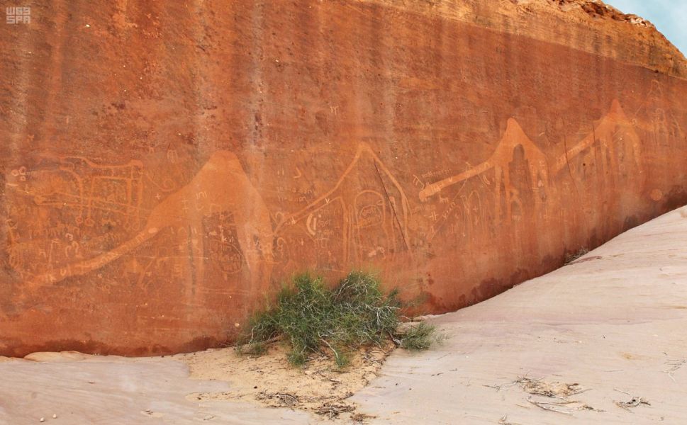 بالصور.. توثيق رسوم صخرية للإبل ذات السنام الواحد قبل 7000 سنة بجزيرة العرب