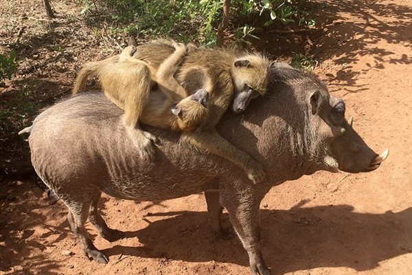 بالصورة.. شاهد تيمون وبومبا الحقيقيين!