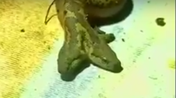 بالفيديو.. اكتشاف ثعبان مخيف برأسين في الهند