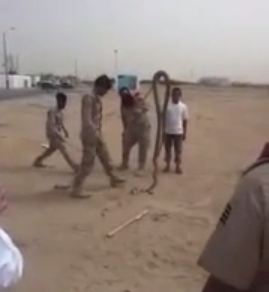 #تيوب_المواطن : جنود سعوديون يصطادون ثعباناً ضخماً