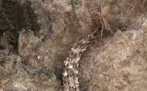 بالفيديو.. ثعبان مرعب يمتلك ذيلاً على شكل عنكبوت