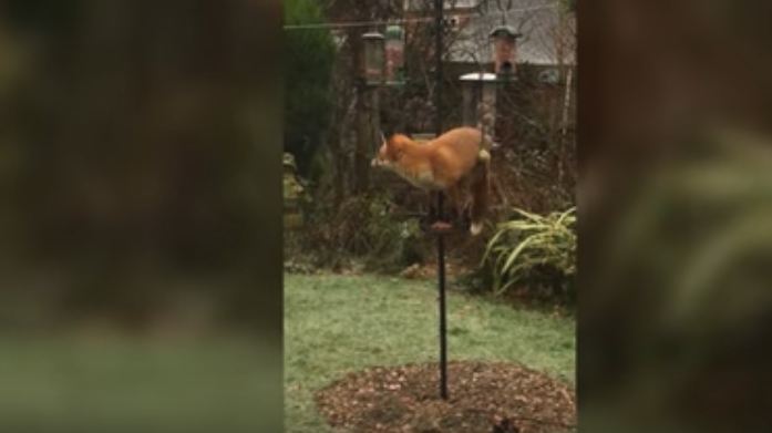 بالفيديو.. ثعلب مستفز يأكل طعام الطيور فوق أرجوحة