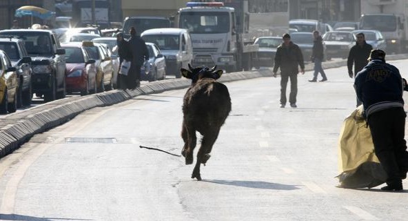 مطاردة مثيرة بين ثور وشرطة إسطنبول توقف المرور ساعتين