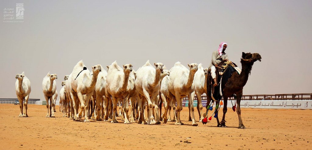 المنقيّات تستقطب سماسرة لاقتناص أفضل الإبل بمبالغ باهظة