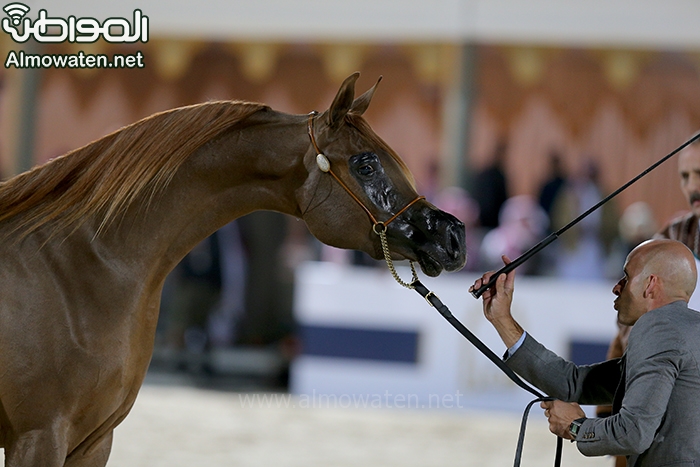 صور.. 353 رأسًا من الخيل تتنافس في بطولة الجمال العربية