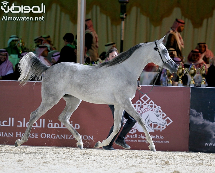 353 متسابقًا في بطولة جمال الخيل العربية الأصيلة