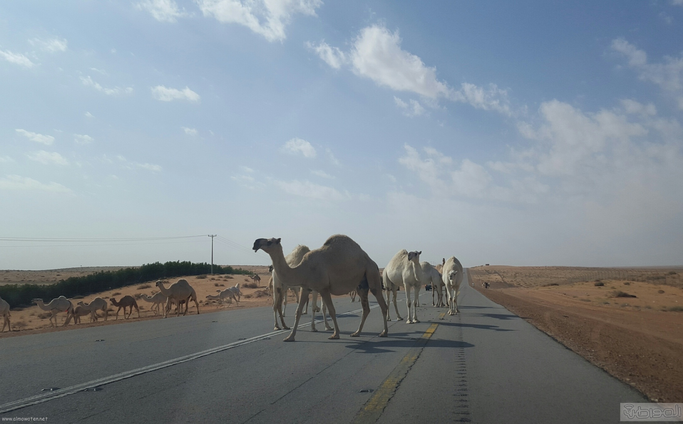 جمال-سائبة-بطريق-الرين-ببيشة (2)