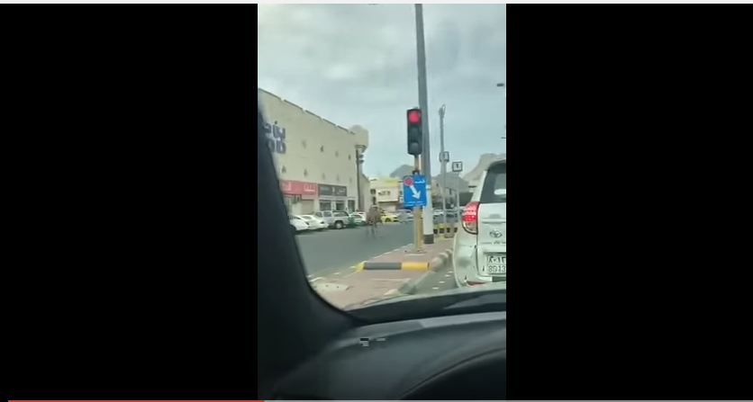 بالفيديو.. لحظة هروب جمل من صاحبه وسط شوارع مكة