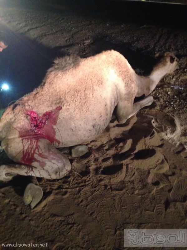 جمل سائب يصيب 3 شبان في حادثة اصطدام بالطائف ‫(1)‬