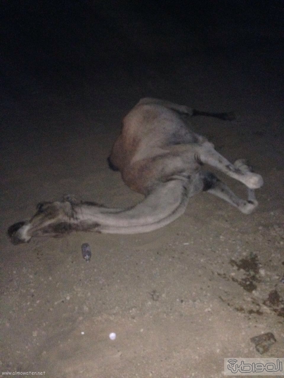 جمل سائب يصيب 3 شبان في حادثة اصطدام بالطائف