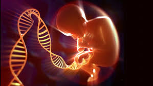 لأول مرة.. تعديل الجينات في جنين بشري بالولايات المتحدة
