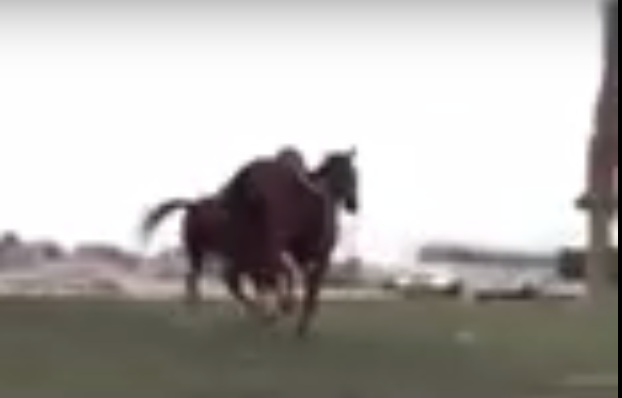 بالفيديو.. حصانان هائجان يتسببان بحادثة مرورية في #الخبر