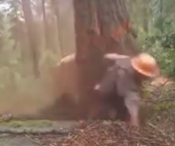 شاهد.. حاول قطع شجرة ضخمة فكادت أن تقتله !