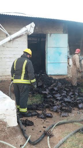بالصور.. نفوق 1350 دجاجة بسبب حريق حظيرة في #الطائف