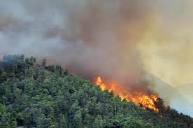 حريق مروع يدمر 150 هكتاراً من الغابات جنوب فرنسا