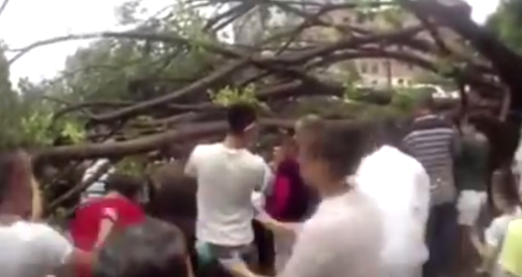 شاهد.. حشد من الناس يتجمعون لرفع شجرة سقطت على شخص في الصين