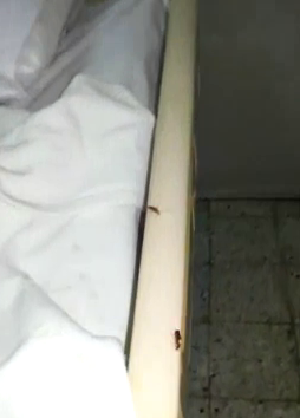 صحة جدة تعتذر وتفتح تحقيقا حول مقطع فيديو ” حشرات في غرفة مريض”