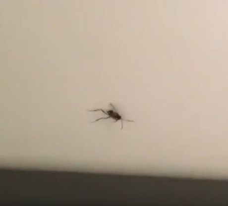 بالفيديو.. حشرات ترافق مسافري الخطوط السعودية