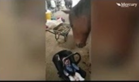 شاهد.. رد فعل طفل يرى حصاناً لأول مرة