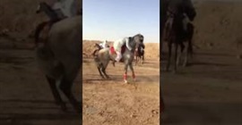 شاهد.. حصان يتسبب في سقوط مروع لشاب