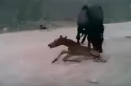 شاهد.. حصان مسعور يهاجم الحيوانات