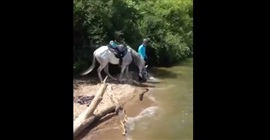 شاهد.. حصان ماكر يخدع صاحبه أثناء شُربه من نهر