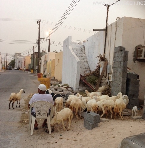 بالصور.. حظيرة أغنام تجاور المنازل بـ”صلب فرسان”