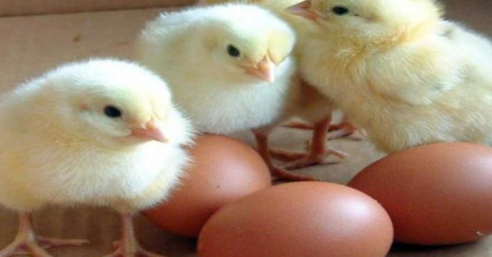 حظر استيراد بيض “التفقيس والصيصان” من إيطاليا