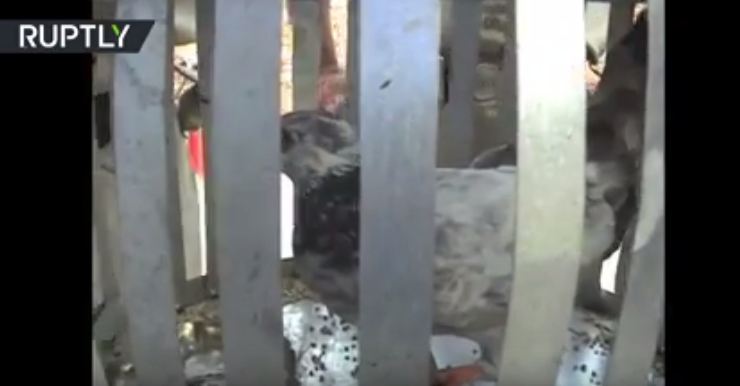 بالفيديو.. القبض على حمامة تُهدّد الأمن القومي للهند