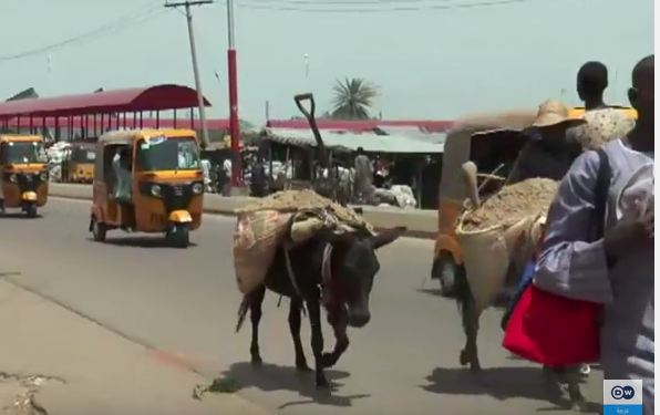 شاهد.. حمير نيجيريا مهددة بالانقراض بعد تزايد الطلب الصيني عليها