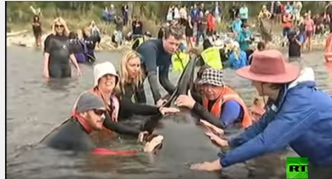 بالفيديو.. منع 200 حوت من الجنوح للشاطئ في نيوزيلندا