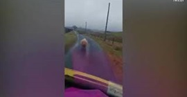 شاهد.. خروف يثير غضب سائق على الطريق